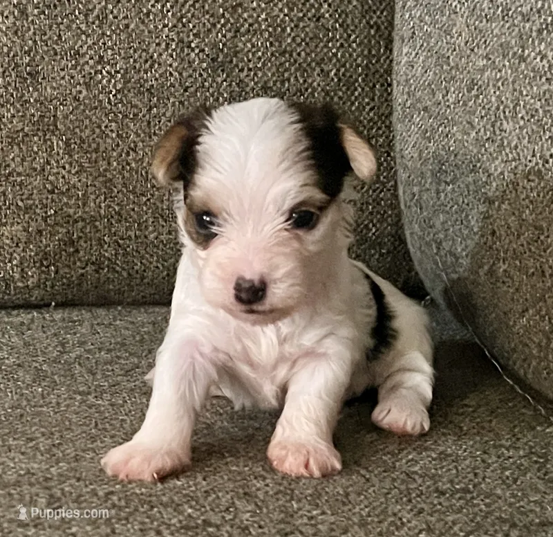 Sophie – Yorkshire Terrier puppy for sale in Fillmore, CA