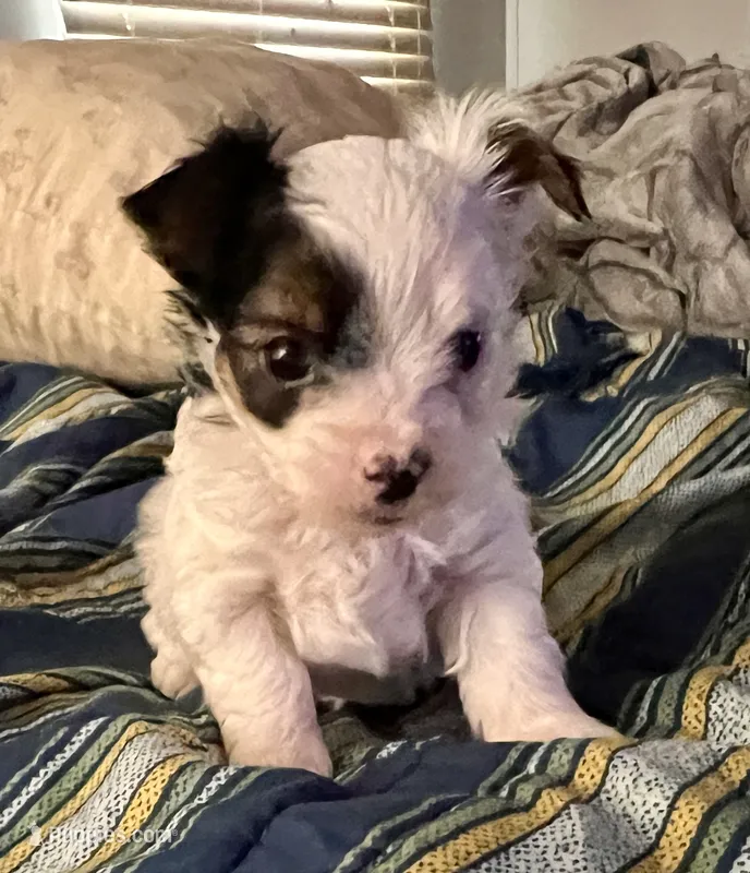 Duke – Yorkshire Terrier puppy for sale in Fillmore, CA