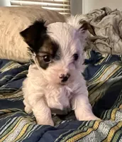 Duke, a male Yorkshire Terrier for sale in Fillmore, CA – 1 of 10