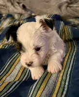 Duke, a male Yorkshire Terrier for sale in Fillmore, CA – 2 of 10