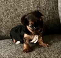 Phoebe, a female Yorkshire Terrier for sale in Fillmore, CA – 2 of 6