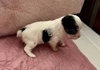 Teacup Harmony, a female Yorkshire Terrier for sale in Fillmore, CA – 3 of 8