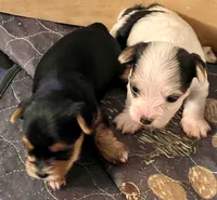Sophie, a female Yorkshire Terrier for sale in Fillmore, CA – 5 of 8