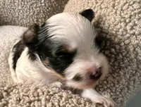 Odin, a male Yorkshire Terrier for sale in Fillmore, CA – 2 of 8
