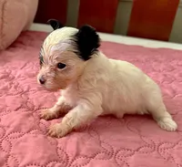 Teacup Harmony, a female Yorkshire Terrier for sale in Fillmore, CA – 5 of 8