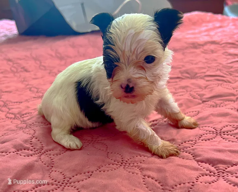Teacup Harmony – Yorkshire Terrier puppy for sale in Fillmore, CA