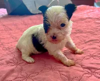 Teacup Harmony, a female Yorkshire Terrier for sale in Fillmore, CA – 1 of 8
