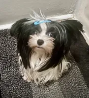 Micro Teacup Arlo, a male Yorkshire Terrier for sale in Fillmore, CA – 4 of 5