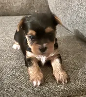 Abby, a female Yorkshire Terrier for sale in Fillmore, CA – 2 of 7