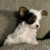 Gizmo, a male Yorkshire Terrier for sale in Fillmore, CA – 5 of 7