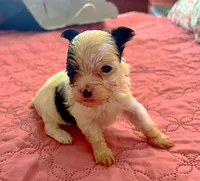 Teacup Harmony, a female Yorkshire Terrier for sale in Fillmore, CA – 4 of 8