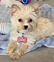 Phoebe, a female Yorkshire Terrier for sale in Fillmore, CA – 5 of 6