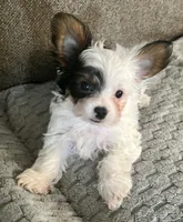 Gizmo, a male Yorkshire Terrier for sale in Fillmore, CA – 4 of 7