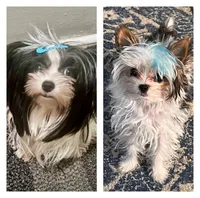 Teacup Harmony, a female Yorkshire Terrier for sale in Fillmore, CA – 6 of 8