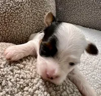 Duke, a male Yorkshire Terrier for sale in Fillmore, CA – 4 of 6