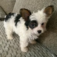 Gizmo, a male Yorkshire Terrier for sale in Fillmore, CA – 3 of 7
