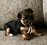 Phoebe, a female Yorkshire Terrier for sale in Fillmore, CA – 3 of 6