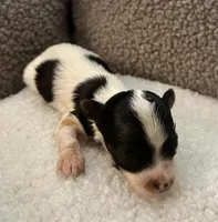 Micro Teacup Arlo, a male Yorkshire Terrier for sale in Fillmore, CA – 3 of 5