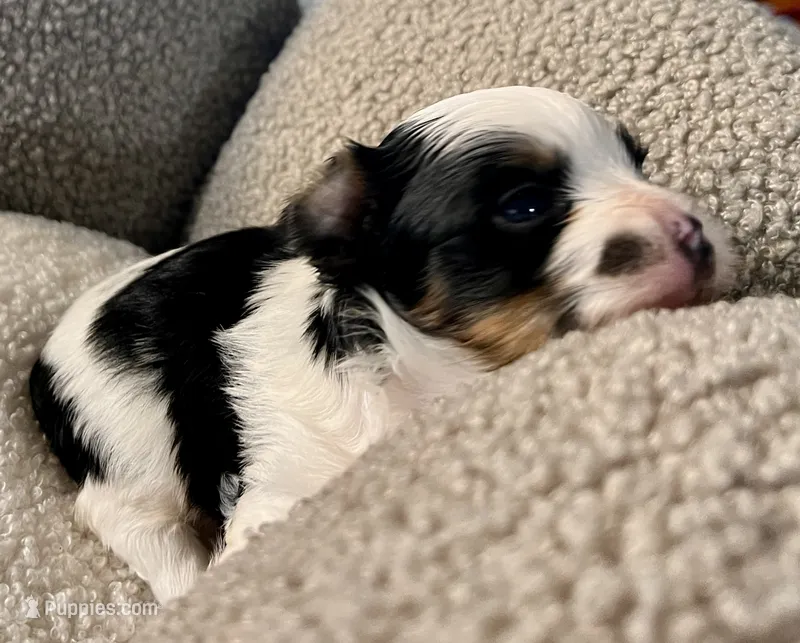 Odin – Yorkshire Terrier puppy for sale in Fillmore, CA