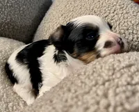 Odin, a male Yorkshire Terrier for sale in Fillmore, CA – 1 of 8
