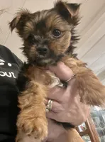 Phoebe, a female Yorkshire Terrier for sale in Fillmore, CA – 2 of 6