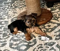 Phoebe, a female Yorkshire Terrier for sale in Fillmore, CA – 4 of 6