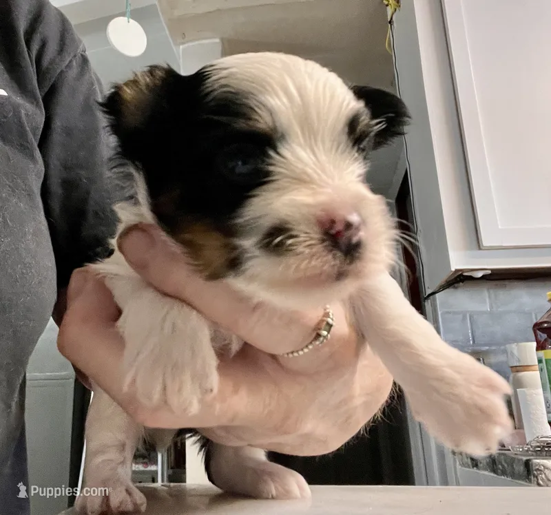 Odin – Yorkshire Terrier puppy for sale in Fillmore, CA