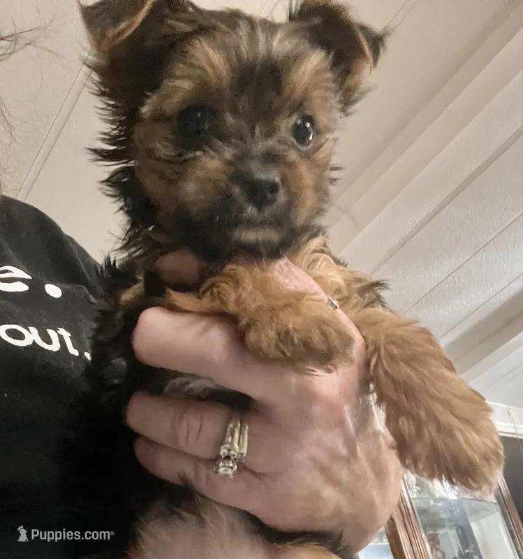 Phoebe – Yorkshire Terrier puppy for sale in Fillmore, CA