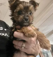 Phoebe, a female Yorkshire Terrier for sale in Fillmore, CA – 1 of 6