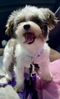Gizmo, a male Yorkshire Terrier for sale in Fillmore, CA – 7 of 7