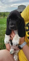 Dottie, a female Basset Hound for sale in Unionville, MO – 1 of 5