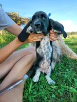 Anne, a female Basset Hound for sale in Unionville, MO – 2 of 3