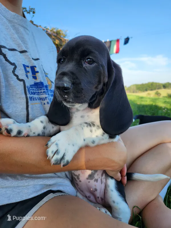 Sadie – Basset Hound puppy for sale in Unionville, MO