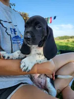 Sadie, a female Basset Hound for sale in Unionville, MO – 1 of 4