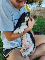 Sailor, a male Basset Hound for sale in Unionville, MO – 6 of 6