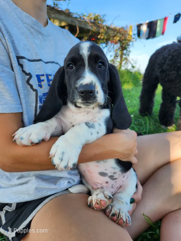 Sailor – Basset Hound puppy for sale in Unionville, MO