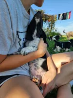 Sadie, a female Basset Hound for sale in Unionville, MO – 2 of 4