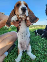 Hank, a male Basset Hound for sale in Unionville, MO – 2 of 4