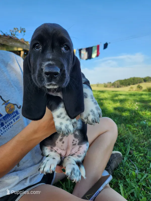 Anne – Basset Hound puppy for sale in Unionville, MO