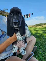 Anne, a female Basset Hound for sale in Unionville, MO – 1 of 3