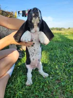 Sailor, a male Basset Hound for sale in Unionville, MO – 4 of 6