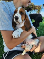 Hank, a male Basset Hound for sale in Unionville, MO – 3 of 4