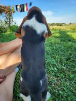 Hank, a male Basset Hound for sale in Unionville, MO – 4 of 4