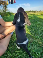 Sailor, a male Basset Hound for sale in Unionville, MO – 5 of 6