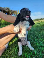 Sadie, a female Basset Hound for sale in Unionville, MO – 4 of 4