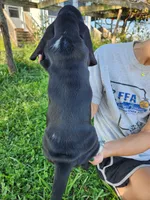Anne, a female Basset Hound for sale in Unionville, MO – 3 of 3