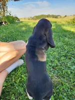 Sadie, a female Basset Hound for sale in Unionville, MO – 3 of 4