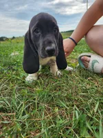 Dottie, a female Basset Hound for sale in Unionville, MO – 5 of 5