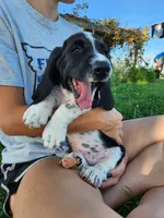Sailor, a male Basset Hound for sale in Unionville, MO – 3 of 6