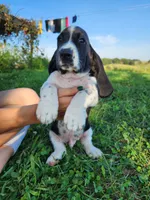 Sailor, a male Basset Hound for sale in Unionville, MO – 2 of 6
